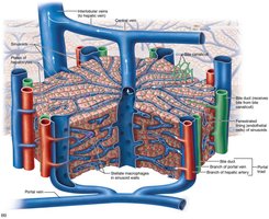 Liver lobule 3D structure