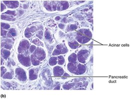 Pancreatic tissue histology