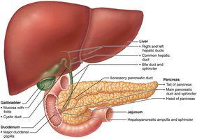 Liver, gallbladder, pancreas, and duodenum relationship