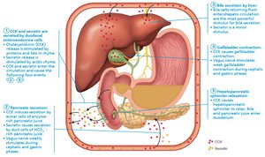 Mechanisms promoting bile and pancreatic juice secretion
