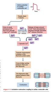 Excitation-contraction coupling in cardiac contractile cells