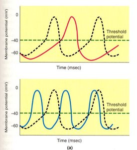 Comparison of action potentials in pacemaker and contractile cells