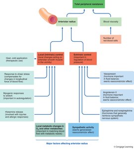 Major factors affecting arteriolar radius