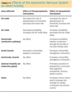Parasympathetic and sympathetic stimulation effects on heart and blood pressure