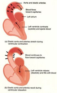 Aorta and arteries stretch and recoil during ventricular contraction and relaxation