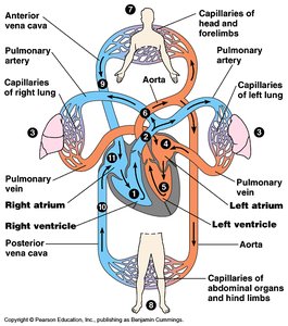 Overview of blood flow through the body and heart