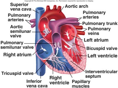 Heart anatomy showing chambers and valves