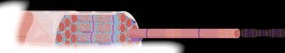 Muscle fiber structure, showing myofibrils and connective tissue layers