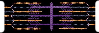 Sarcomere structure