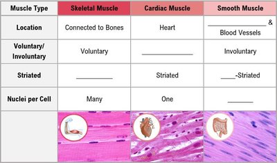 Comparison table of muscle types