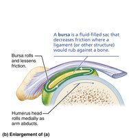 Bursa reducing friction in the shoulder joint