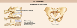 Symphyses: intervertebral disc and pubic symphysis