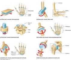 Six types of synovial joints and their motions