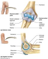 Anatomical structure of the elbow joint