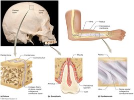 Types of fibrous joints: suture, gomphosis, syndesmosis