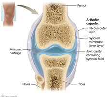 Structure of a typical synovial joint