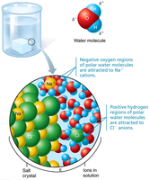 Water dissolving salt, showing hydration of ions