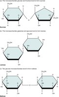 Structures of common disaccharides