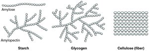 Structures of polysaccharides: starch, glycogen, cellulose