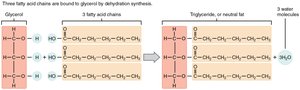 Formation of triglycerides by dehydration synthesis