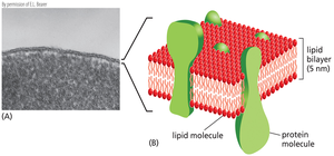 Phospholipid structure and bilayer