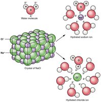 Hydration of sodium and chloride ions by water molecules