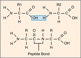 Peptide bond formation