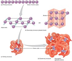 Hemoglobin as a globular protein
