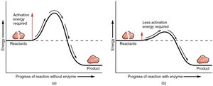 Enzyme lowers activation energy