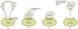 Mechanism of enzyme action