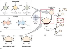 Nucleotide structure and nucleic acid polymerization