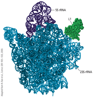 RNA structure