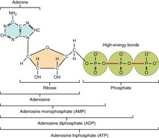 ATP structure and high-energy bonds