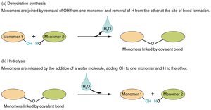 Dehydration synthesis and hydrolysis of monomers