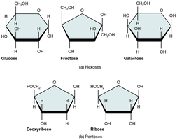 Structures of common monosaccharides
