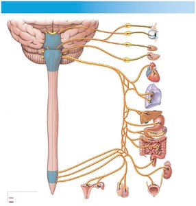 Parasympathetic division pathways and target organs