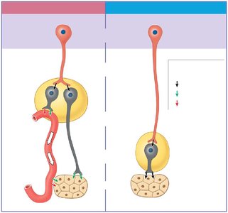 Summary comparison of sympathetic and parasympathetic divisions