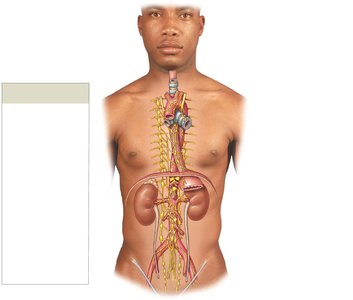 Autonomic plexuses and ganglia