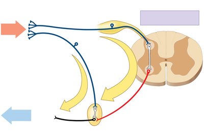 Visceral reflexes: long and short pathways