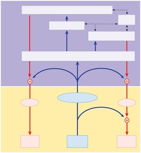 Comparison of somatic and autonomic function