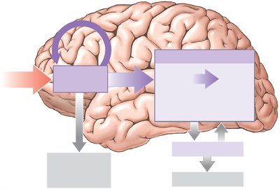 Memory storage and consolidation