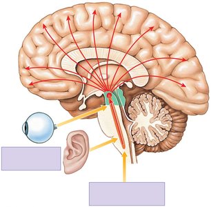 Reticular activating system (RAS) pathways