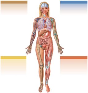 Integration of the nervous system with other body systems