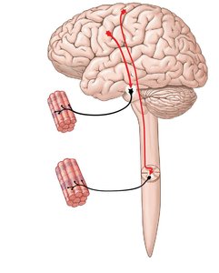 Functional organization of the somatic nervous system