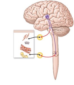Functional organization of the autonomic nervous system