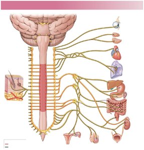 Sympathetic division pathways and target organs