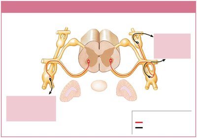 Sympathetic chain ganglia