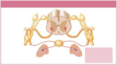 Adrenal medullae