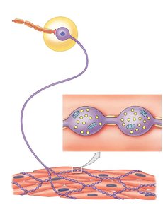 Sympathetic varicosities and neurotransmitter release