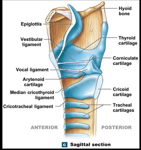 Sagittal section of the larynx showing vocal and vestibular ligaments